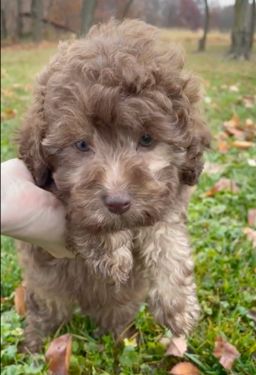 brown mini labradoodle puppy with blue eyes